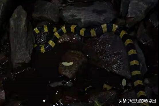 金环蛇是不是比银环蛇稀有,金环蛇到底有多可怕