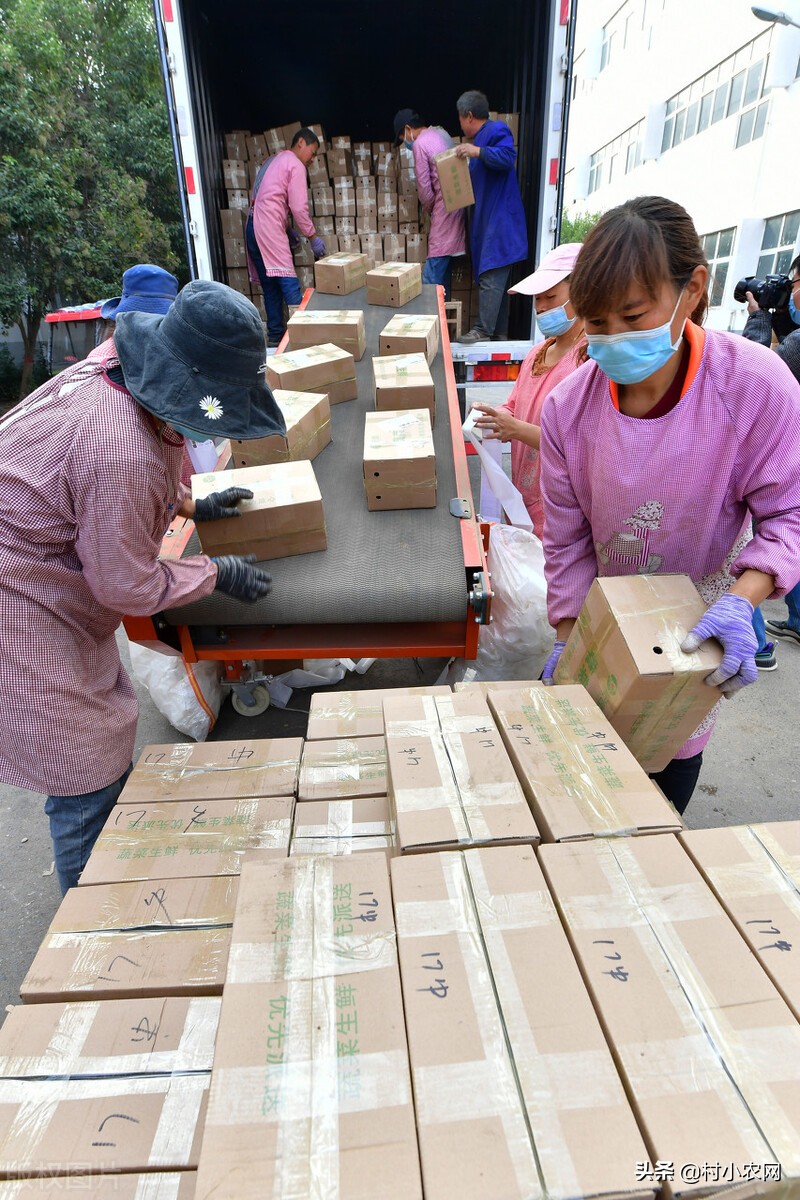 农村创业致富项目养殖种植项目,农村创业搞养殖干什么最好