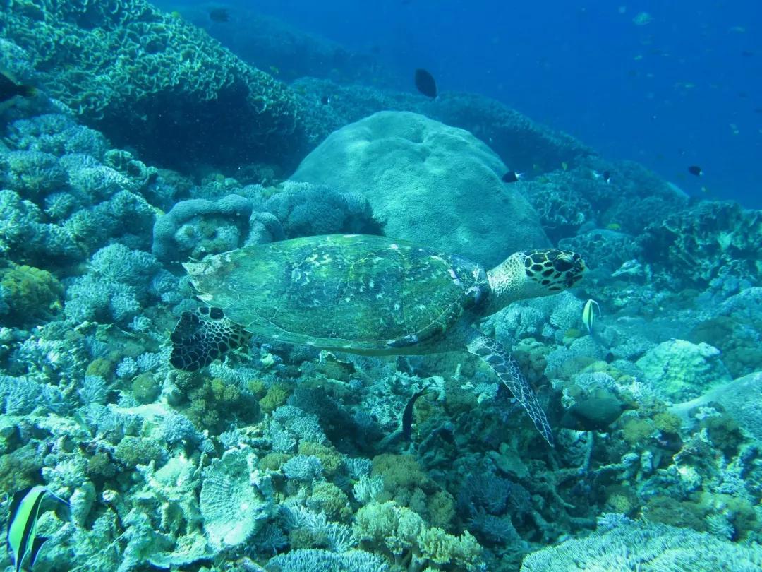 巴厘岛旅游必打卡,巴厘岛六天五晚游