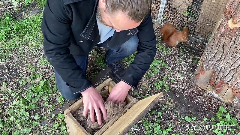 宠物松鼠当妈妈了，好心帮它清理小窝，它却把松鼠宝宝扔了？