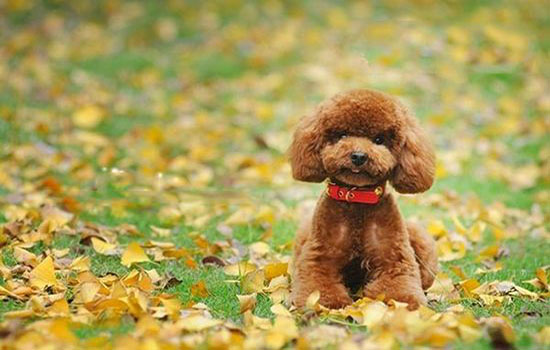 给泰迪狗剪毛怎么样才能让它听话,怎么让狗狗乖乖听话尤其是泰迪