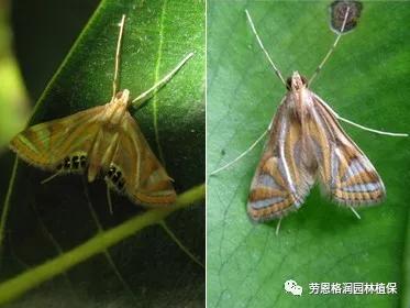 园林春季害虫的预防方法,常见园林害虫种类及主要特征