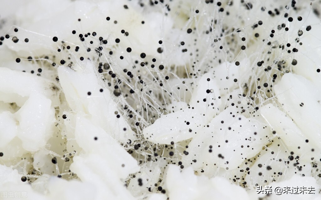 色香味俱全美食教程,色香味俱全的菜教程