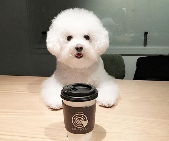 宠物狗品种大全热门宠物排行,常见的小型宠物狗品种及图片大全