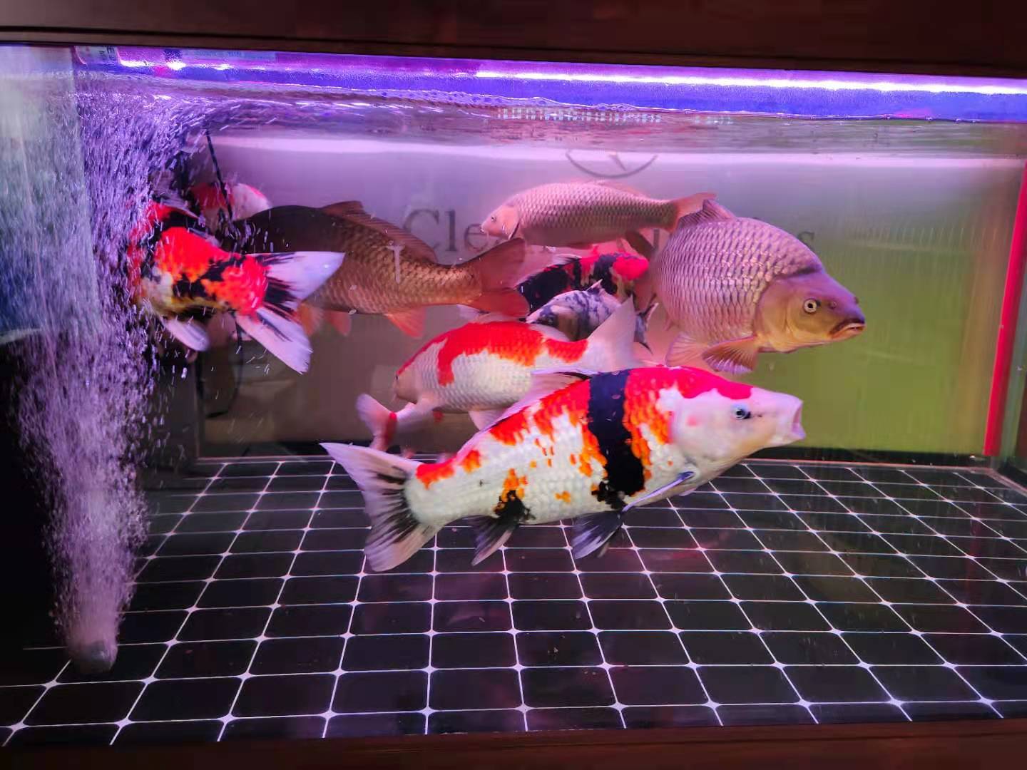 锦鲤饲养要注意哪些,饲养锦鲤用什么肥水