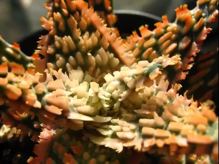 园艺观赏芦荟,园艺芦荟图鉴说明