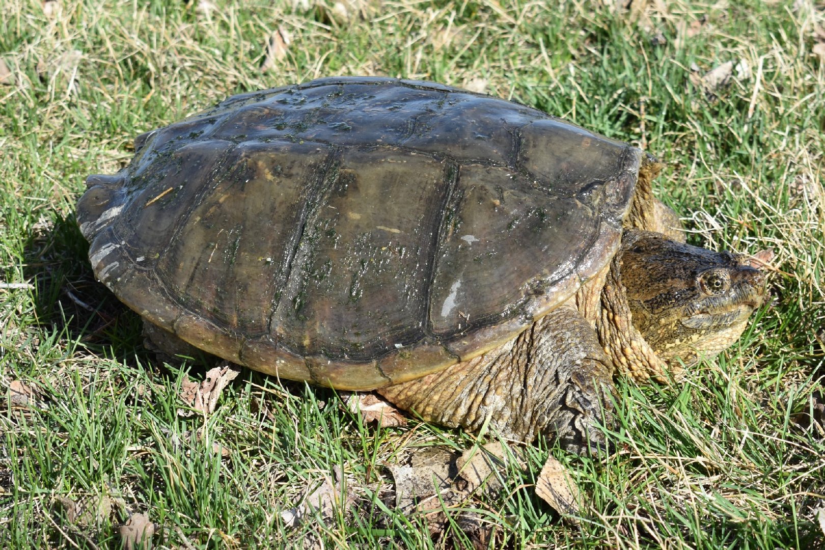 匠志萌宠乐园教学,匠志萌宠