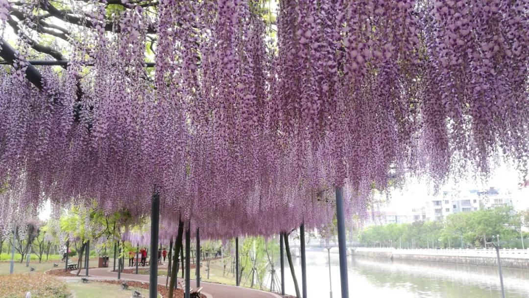 网红古树紫藤花,网红紫藤花