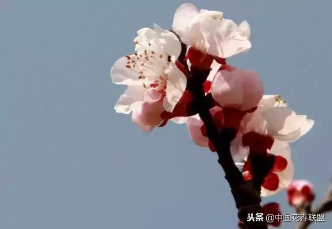 100种鲜花的花语樱花,100种不同花的花语