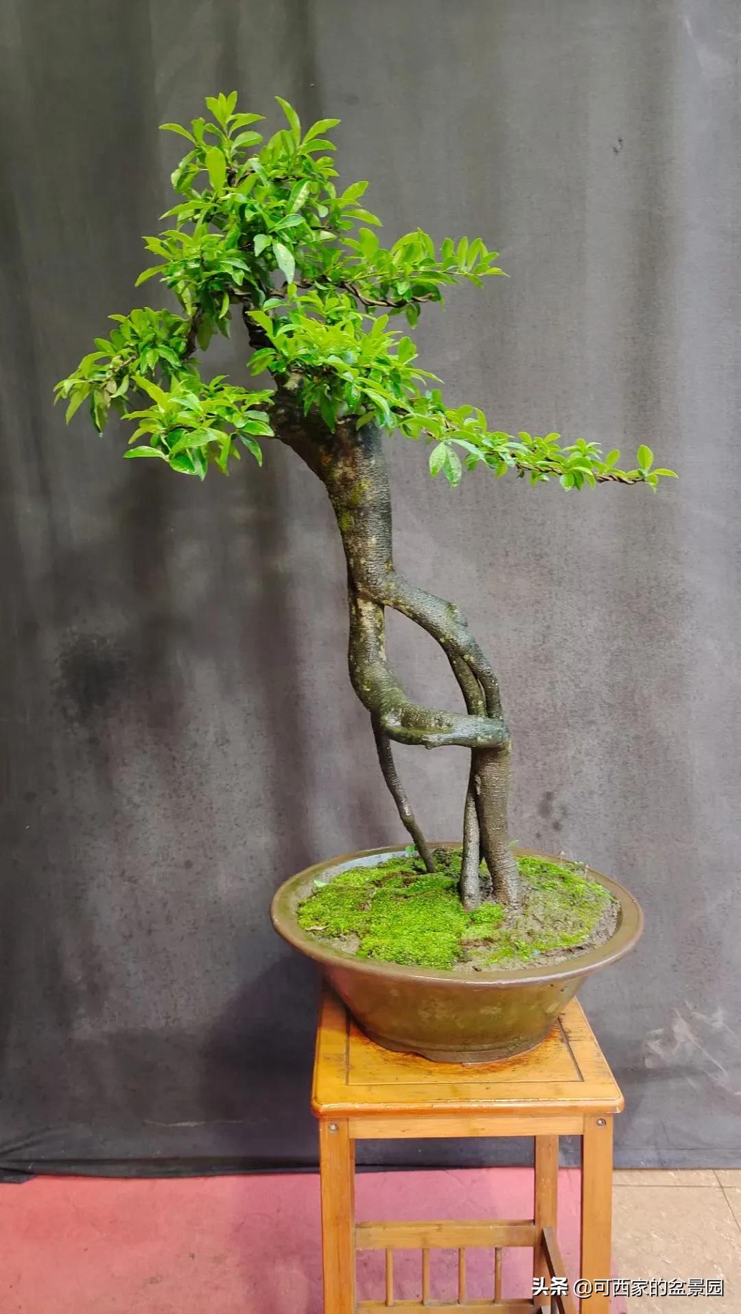 金弹子是十大名贵盆景吗,金弹子盆景什么时候开花结果