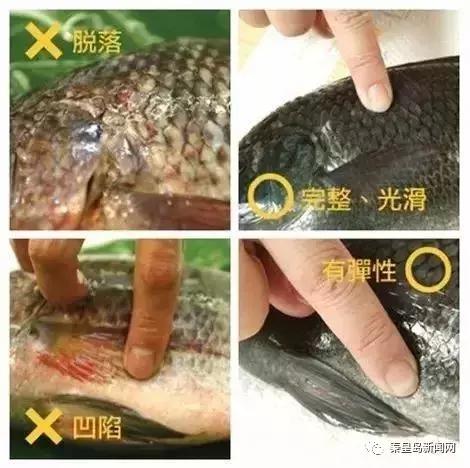 秦皇岛美食排行榜前十名海鲜,秦皇岛最好的海鲜自助餐厅排名榜