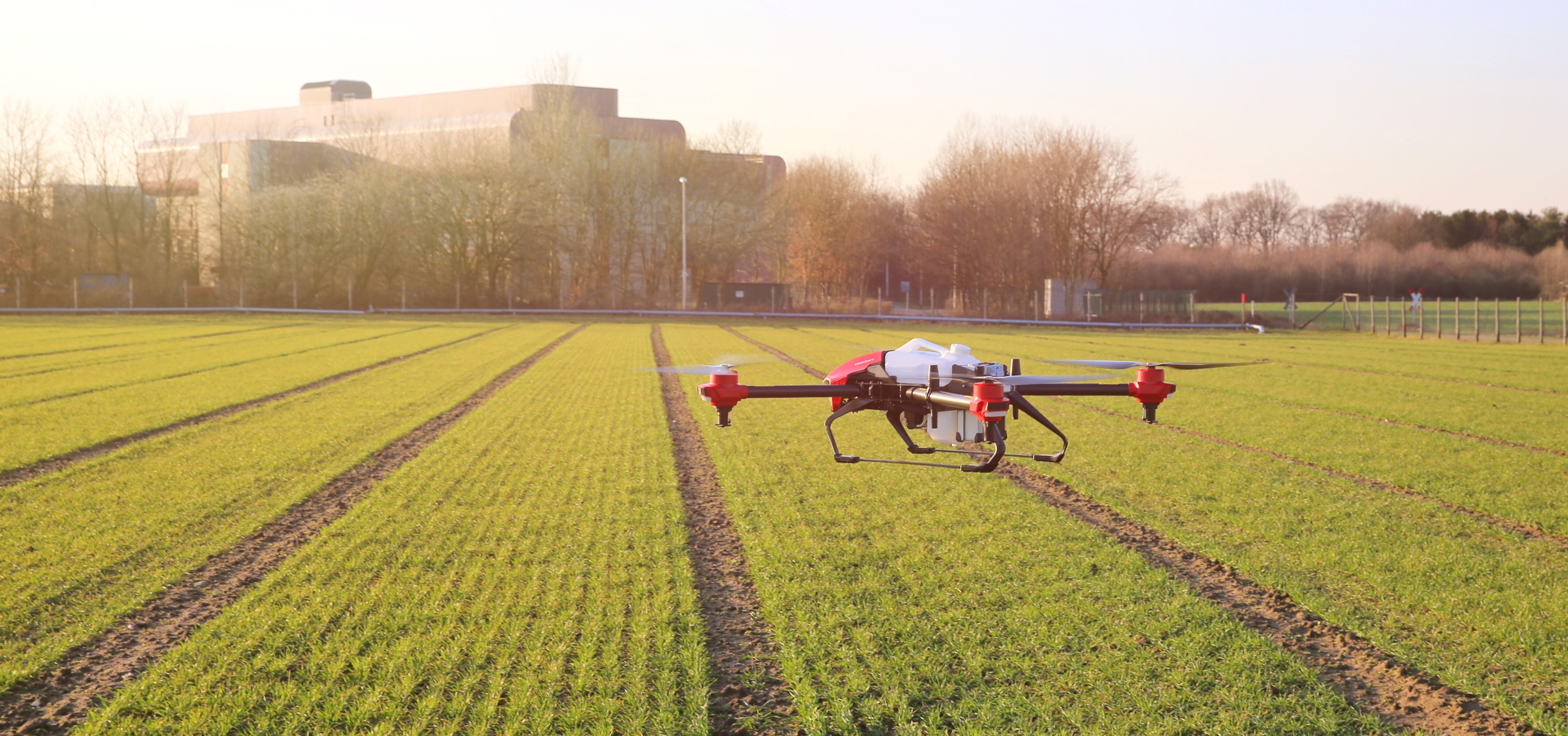 西瓜苗受了麦田除草剂药害怎么办,大蒜受到麦田除草剂药害怎么办