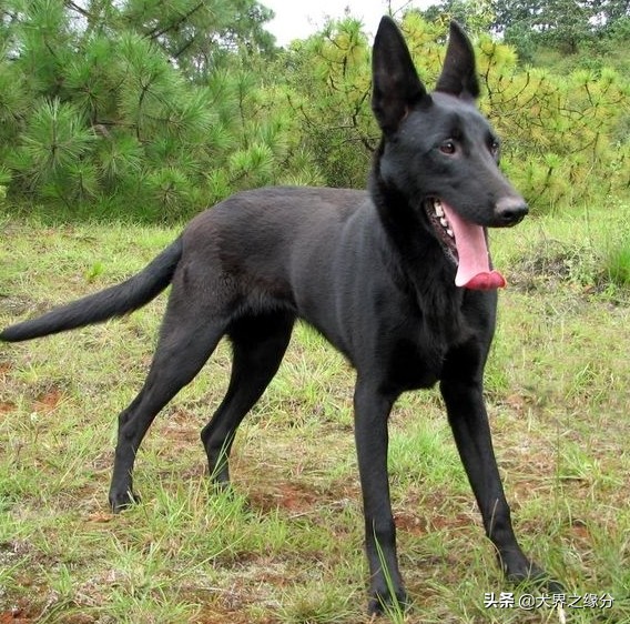 东北人喜欢养的大型犬,东北常见的犬种