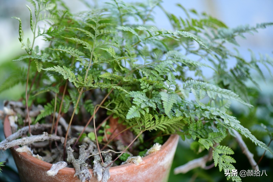 零下9度来袭，花园里的绿色是那么动人|园丁