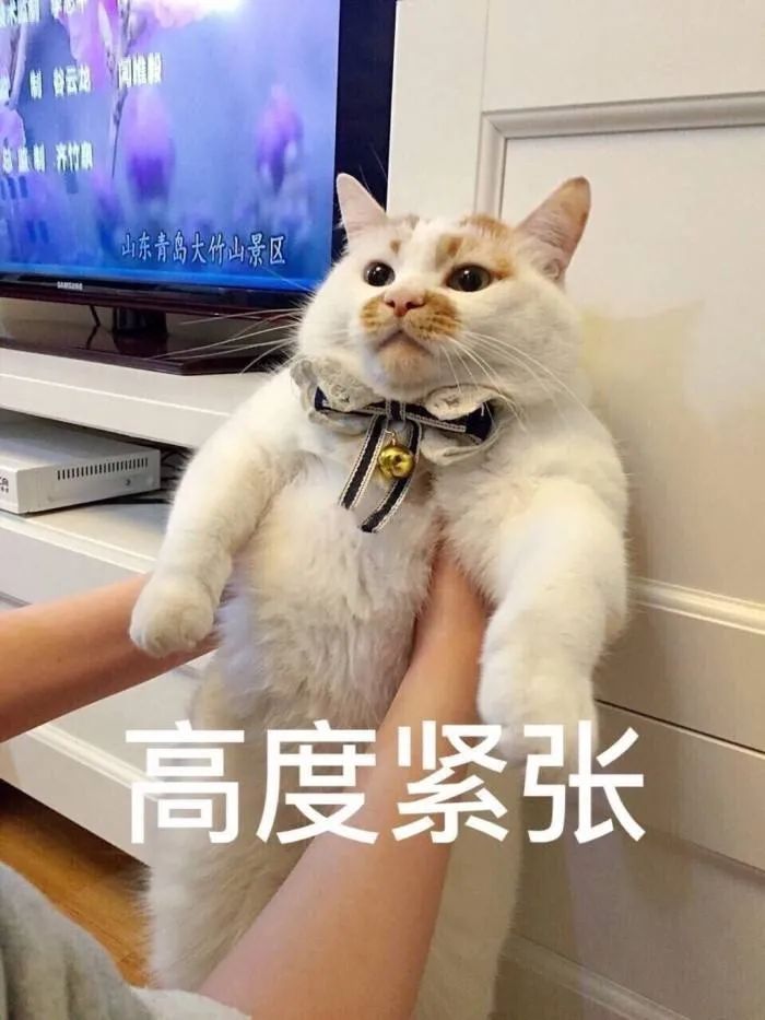 我们一起“拼猫”好不好？乖巧的时候归我，撒泼的时候归你