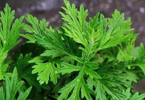 夏天驱蚊对猫有影响吗,夏天喷洒什么药杀死蚊子苍蝇