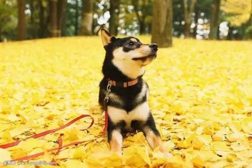 柴犬小课堂之解析豆柴,柴犬小讲堂