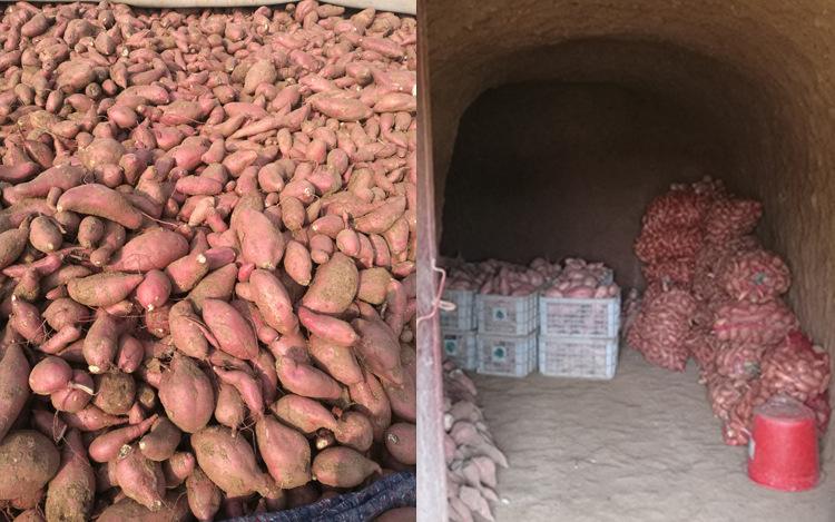 红薯储存不当，易发软腐病——红薯储存要从采收开始把控