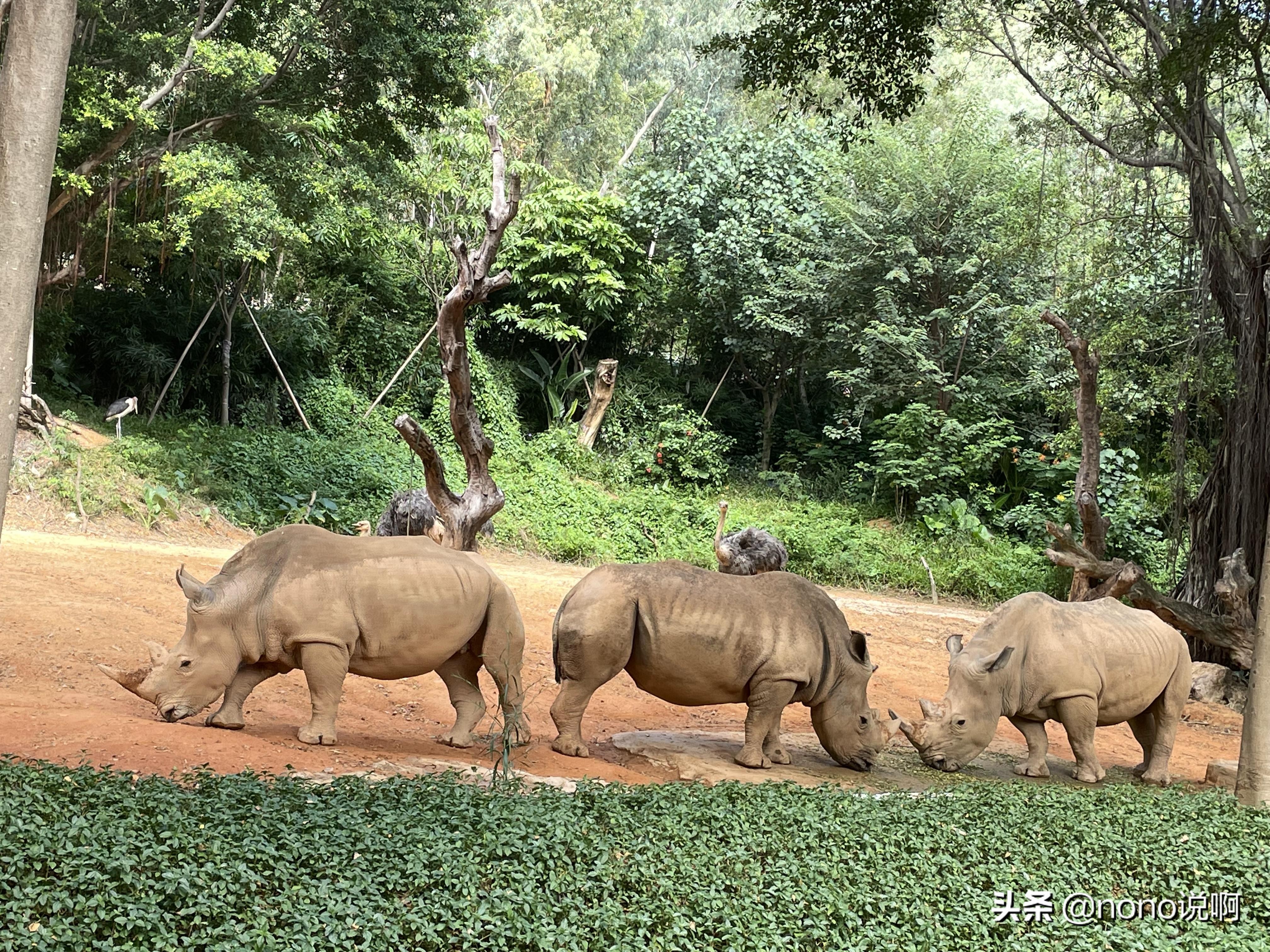 广州长隆野生动物园亲子旅游攻略,11月广州长隆野生动物园游玩攻略