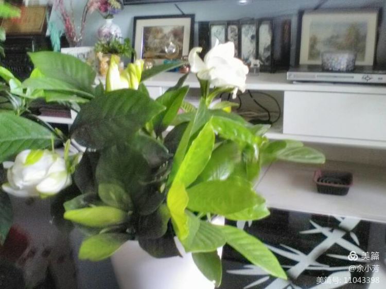 栀子花开歌曲歌词,栀子花开歌曲完整版