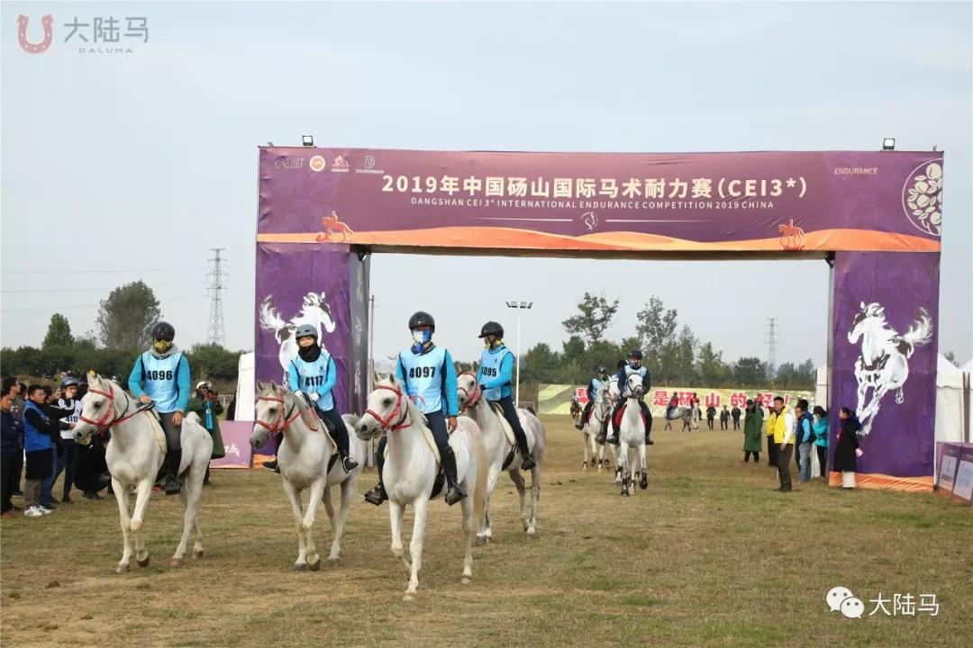 上海马术冠军赛摔马,上海马术比赛最新消息