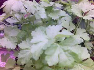 环保种菜酵素制作方法,环保酵素用什么果皮做出来