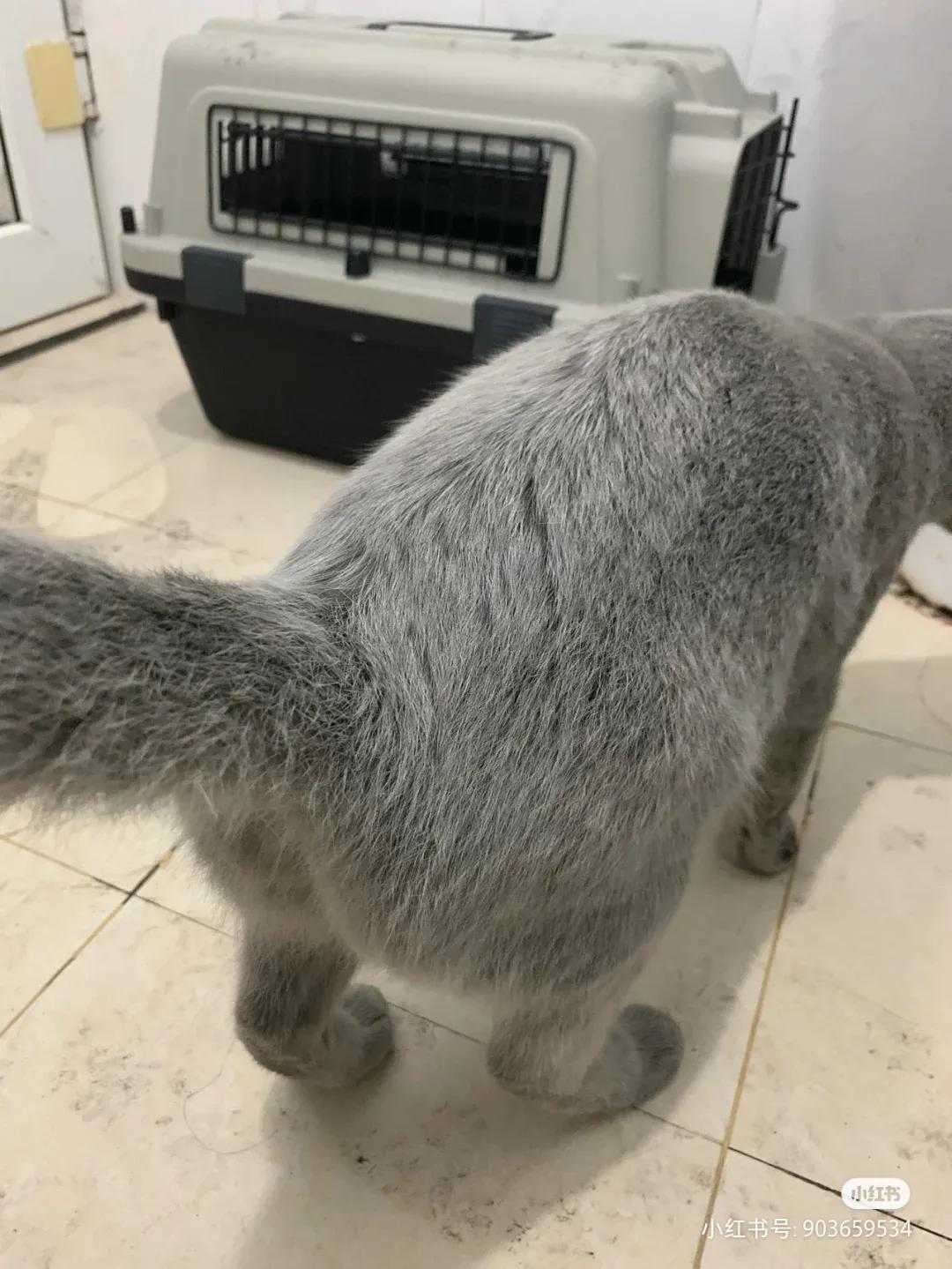 全球罕见足球猫冲上热搜，网友：指定染色！结果......哈哈哈哈