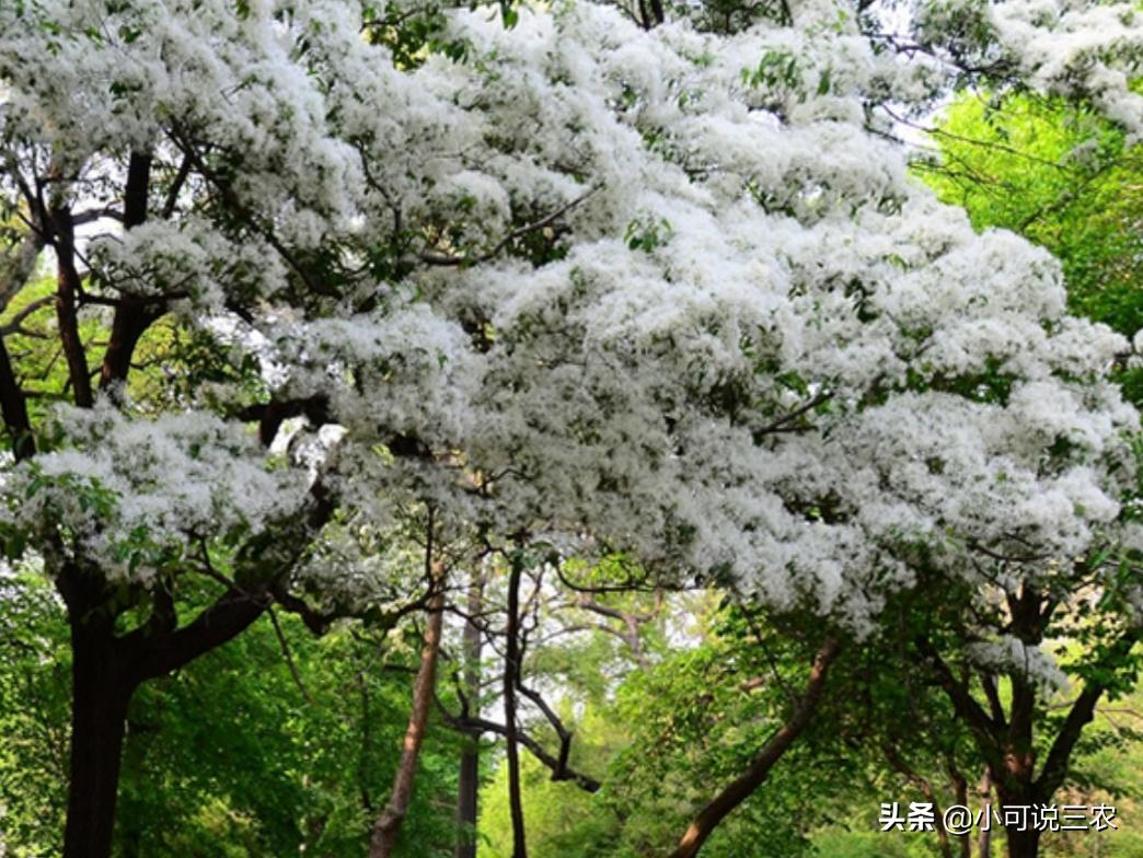 它的名字叫做六月雪，看似有着天大的冤屈，事实是你想多了