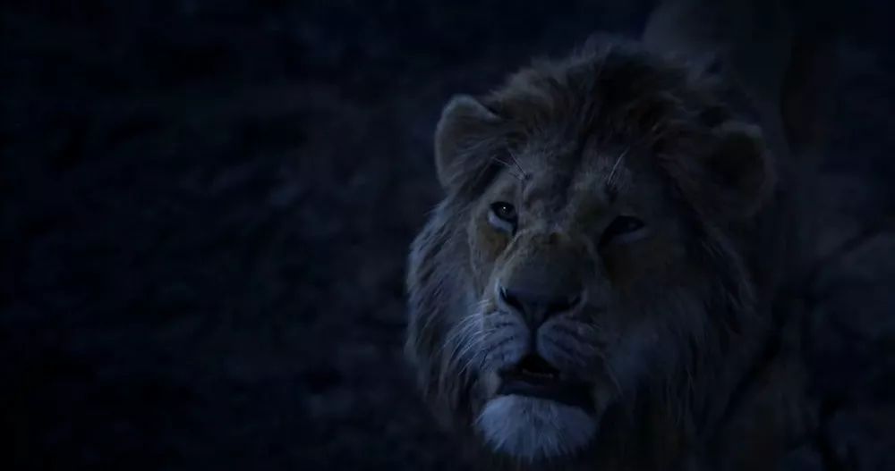 狮子王真兽版,狮子王真实版合集