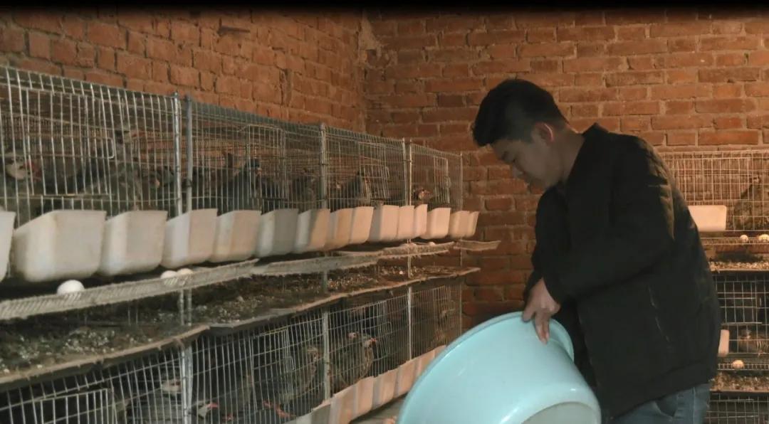 小伙自己创业搞养殖鸡鸭鹅,农村小伙自己创业养殖农场