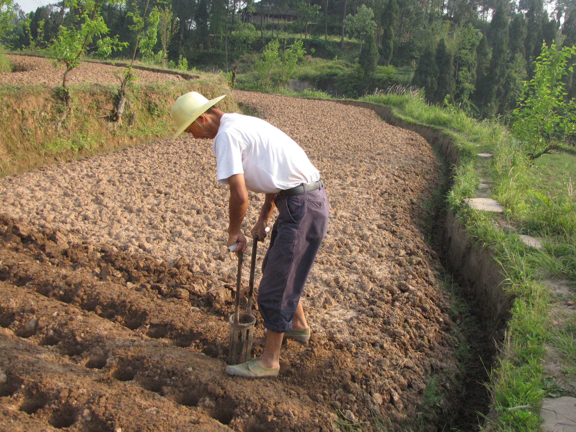生姜撬窝种植有哪些优势,生姜撬窝种植多大直径