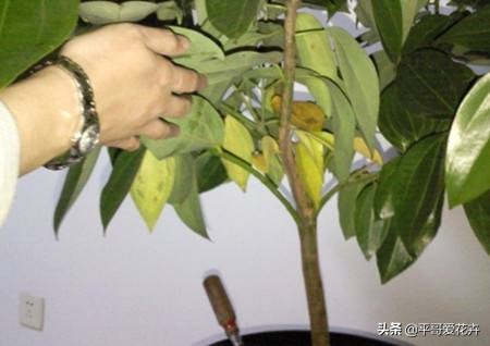 平安树叶子发干发黄怎么回事,平安树叶子一直发黄什么原因