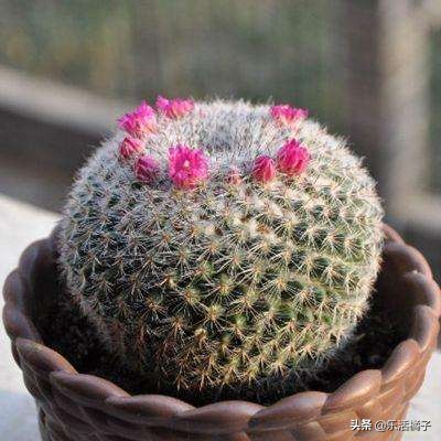 折腾不死开小花仙人球仙人掌玉翁，懒人种花盆栽，光照浇水很关键