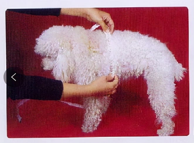 从零开始学做宠物衣服步骤,怎么自己给宠物制作衣服