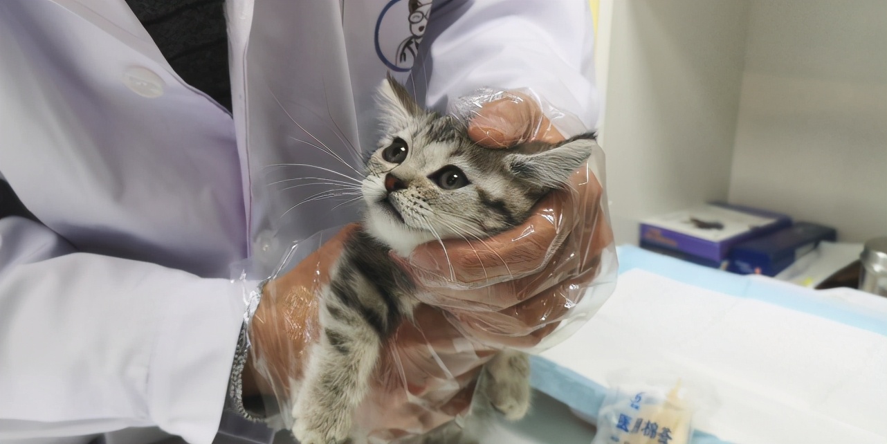 老祖宗选猫方法,在同一窝猫里挑性格最好的猫