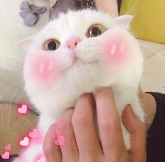 我们一起“拼猫”好不好？乖巧的时候归我，撒泼的时候归你