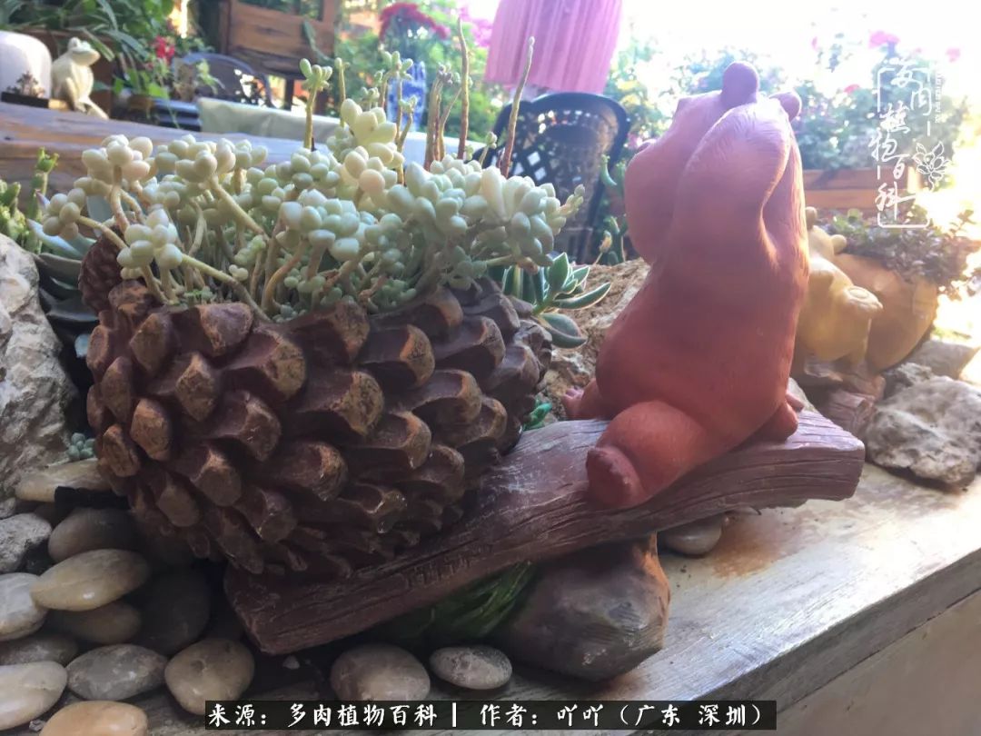 涓冨僵浜戝崡澶氳倝,浜戝崡澶氳倝涔嬫梾