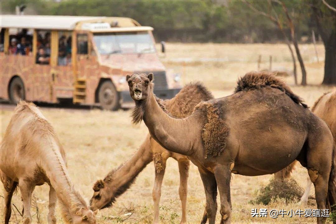 悉尼7日游自由行攻略,澳洲阿德莱德旅游攻略