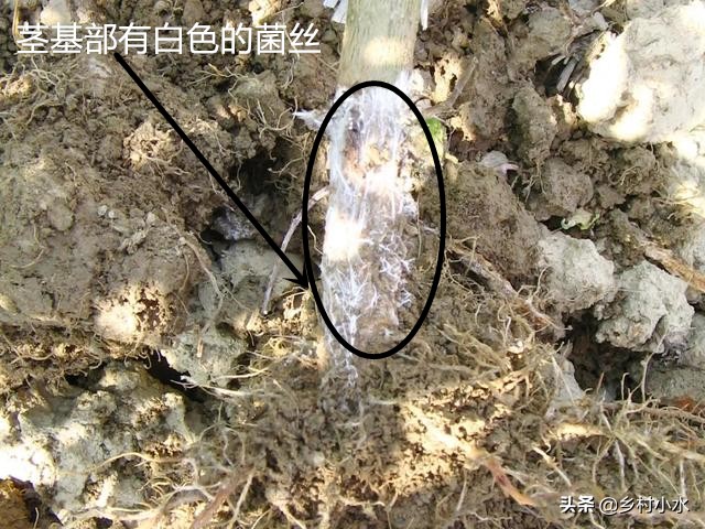 辣椒植株迅速萎蔫,辣椒叶片枯萎是什么原因