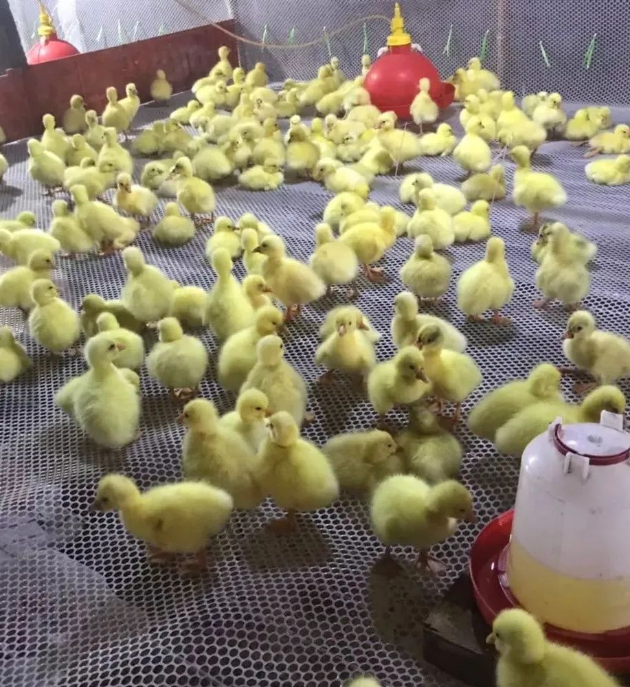 养鹅需要注意哪些细节,养鹅注意事项及建议