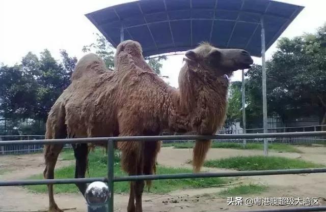 广东省内五一去哪里玩儿比较好,五一去哪里玩广东旅游攻略