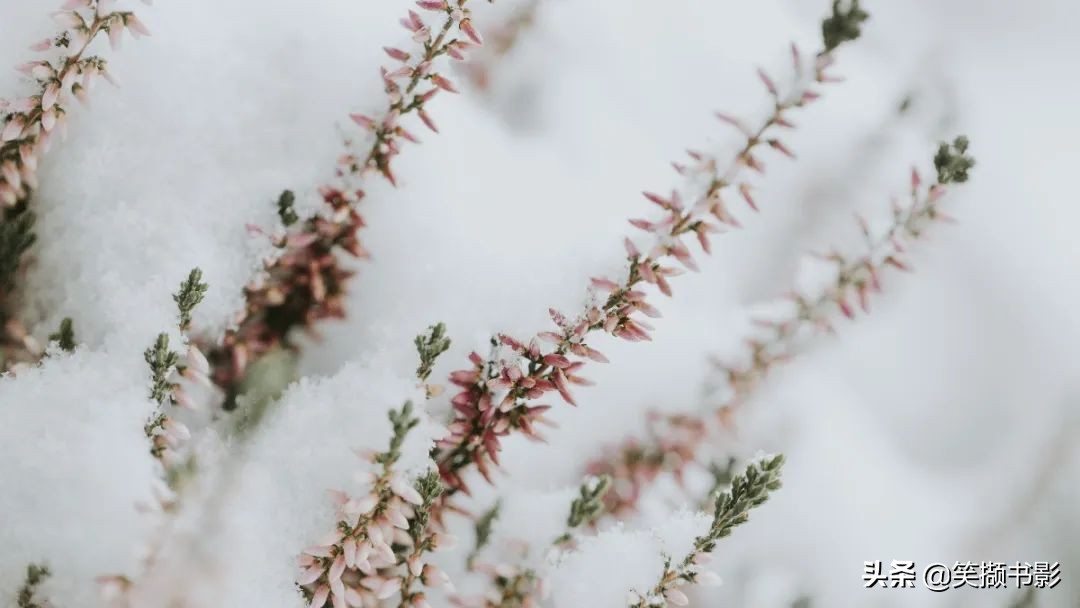 四月芳菲尽山寺桃花始盛开是什么意思,四月芳菲始盛开小说