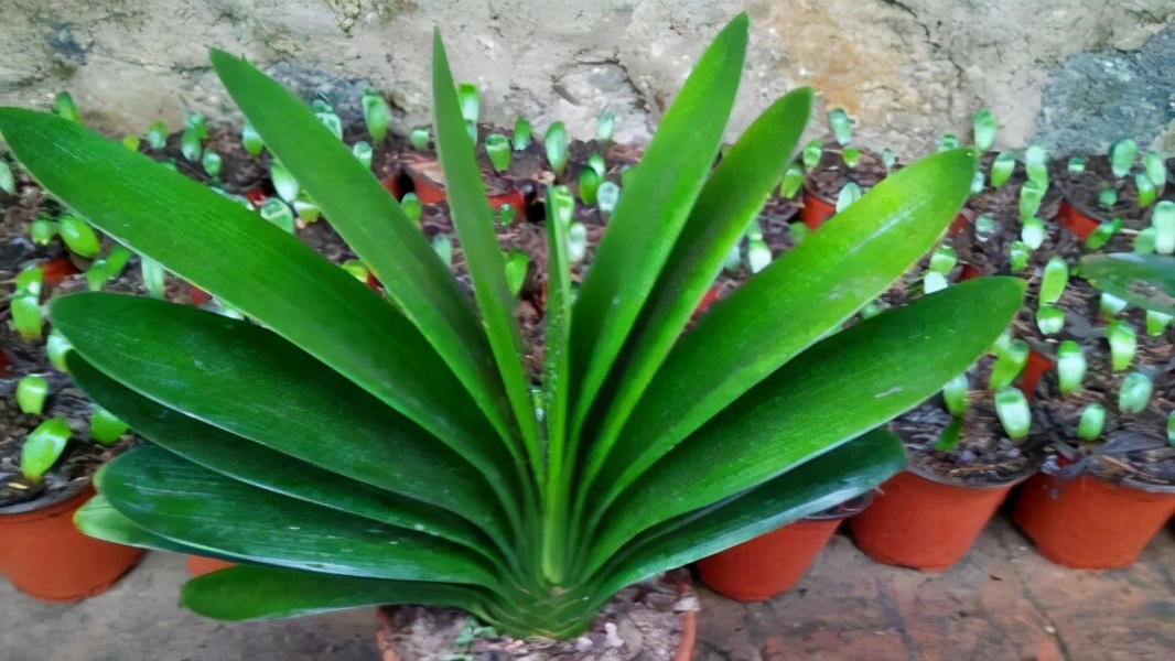 君子兰开花怎么养护和浇水方法,君子兰要开花时怎么浇水最好