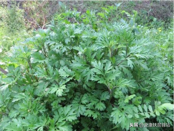 艾叶是野生的好还是种植的好,种植艾叶种子需要在几月种