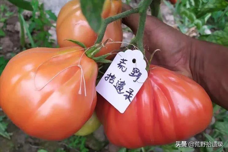 番茄的黑历史,关于番茄的那些事儿