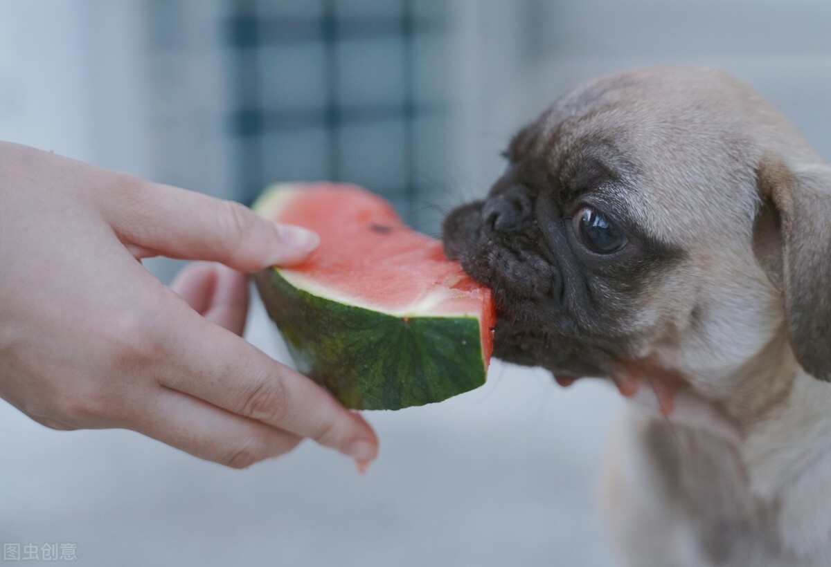 巴哥犬的饲养方法和注意事项,小型巴哥犬和中型巴哥犬的区别