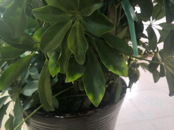 鸭脚木缺水什么时候能恢复,鸭脚木生病怎么治疗