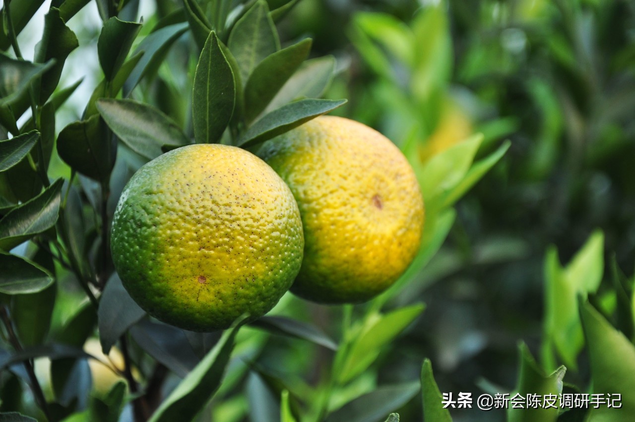 陈皮市场前景如何,新会陈皮市场