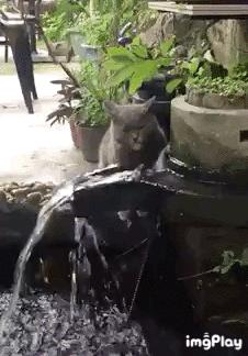 搞笑段子,搞笑动图gif微信表情包2019