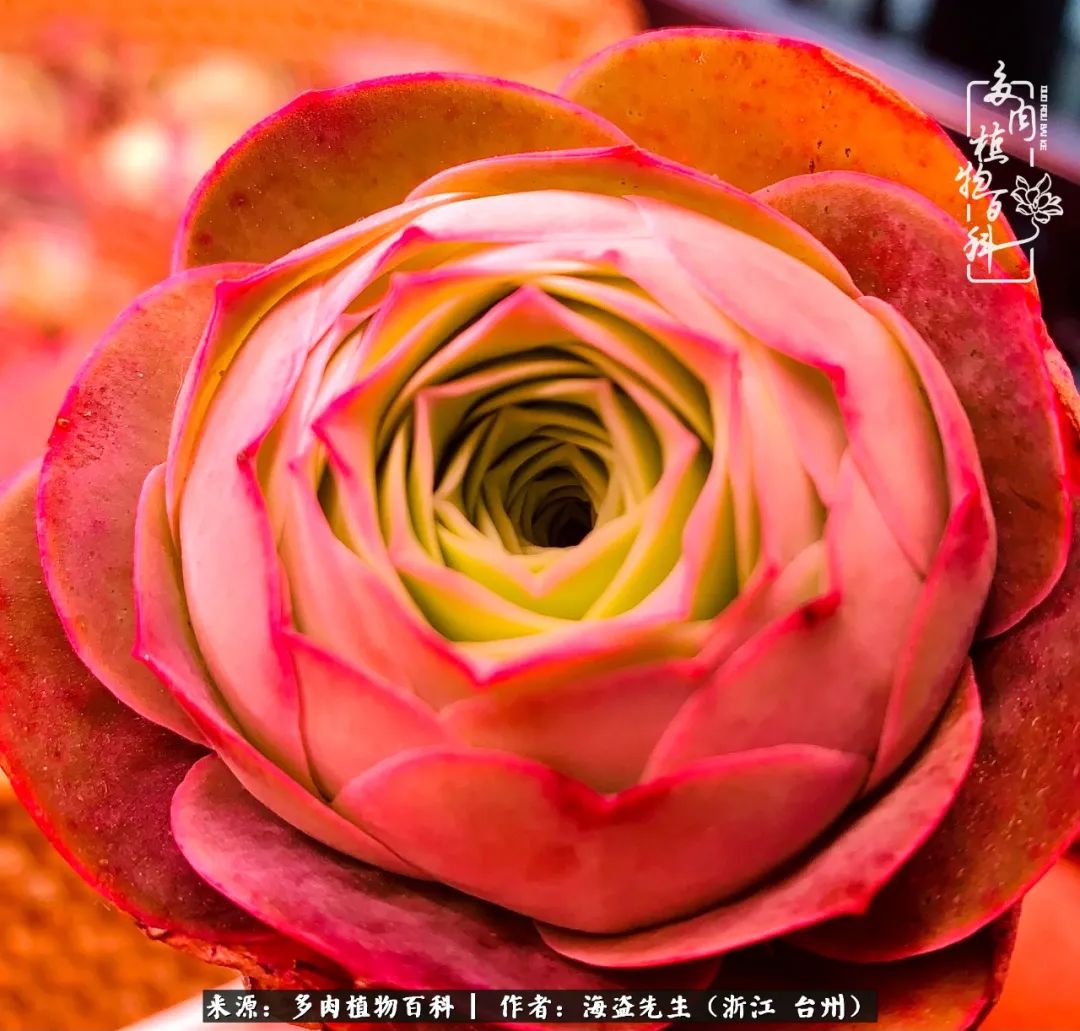 山地玫瑰养护顺口溜,山地玫瑰的养护种植注意事项视频